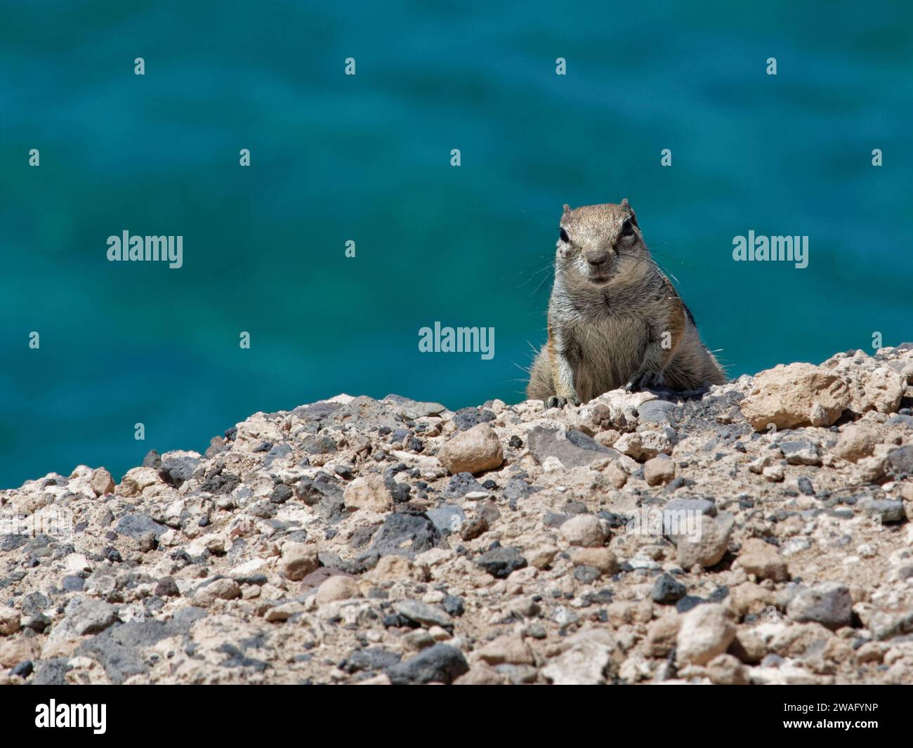 Barbary ground squirrel (Atlantoxerus getulus) peering over a cliff edge with the sea in the background, Fuerteventura, Canary Islands, September. Stock Photo