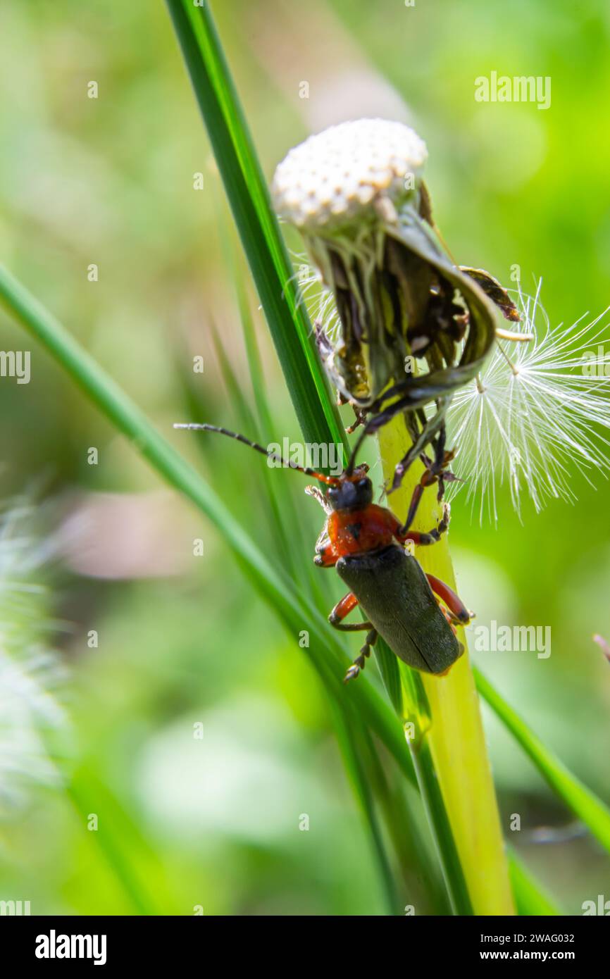 Cantharis livida is a species of soldier beetle belonging to the genus Cantharis family Cantharidae. Stock Photo