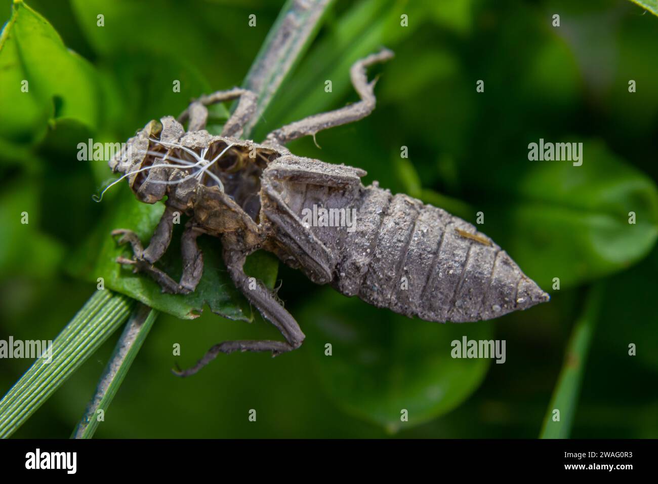 Metamorphosis of Gomphus flavipes, River Clubtail dragonfly. Stock Photo