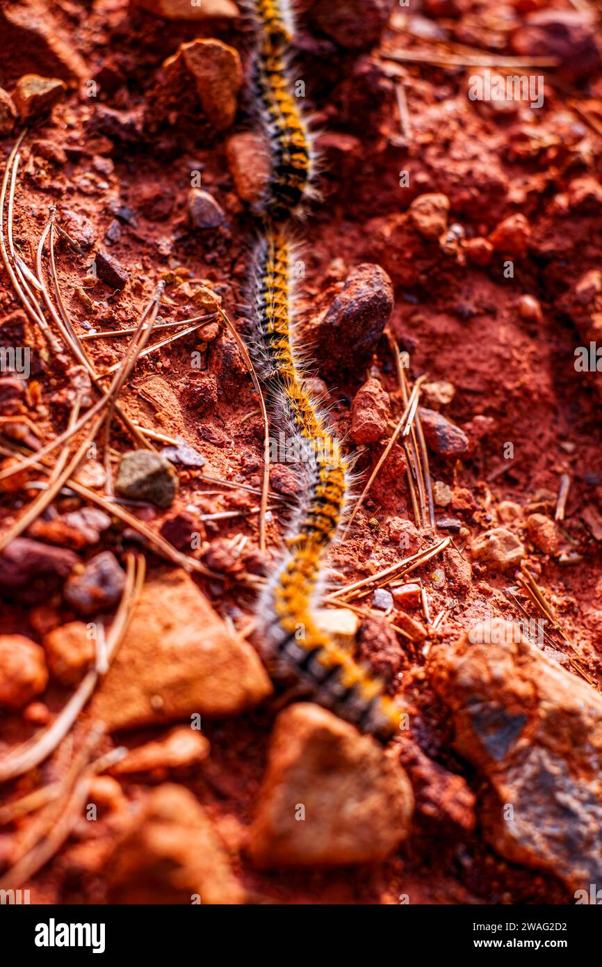 Caterpillars in the jungle hi-res stock photography and images - Alamy