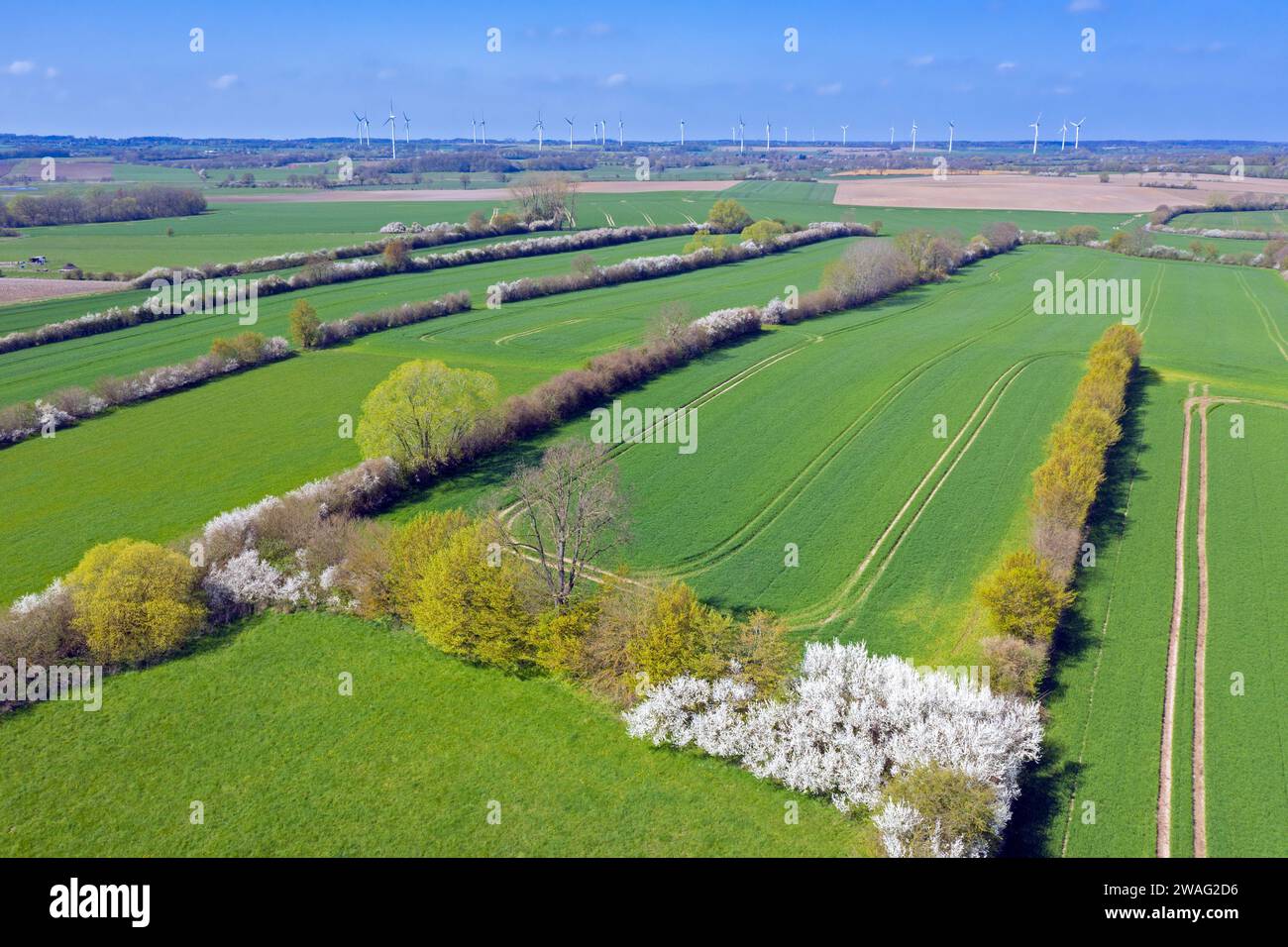 Aerial view over bocage landscape with fields and pastures shielded by blooming hedges and hedgerows in flower in spring, Schleswig-Holstein, Germany Stock Photo