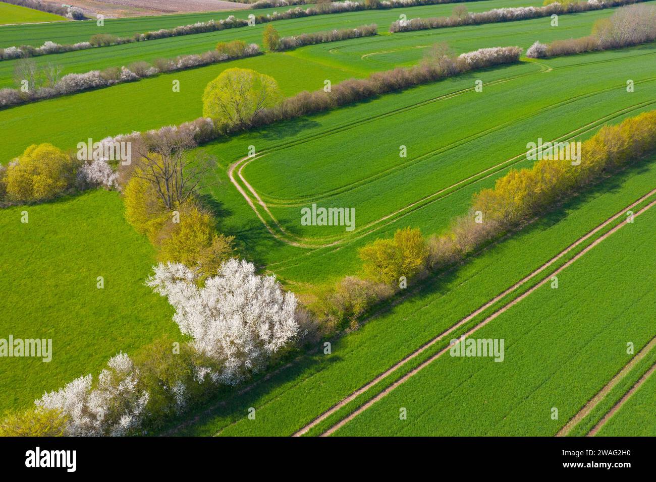 Aerial view over bocage landscape with fields and pastures shielded by blooming hedges and hedgerows in flower in spring, Schleswig-Holstein, Germany Stock Photo