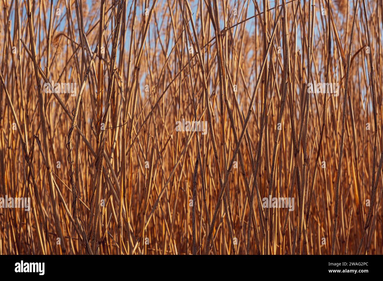 Dutch Reed Rush Dried reed plant blowing in hi-res stock photography and images - Alamy