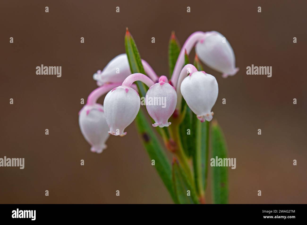 Bogrosemary (Andromeda polifolia) in flower in Sweden, native to