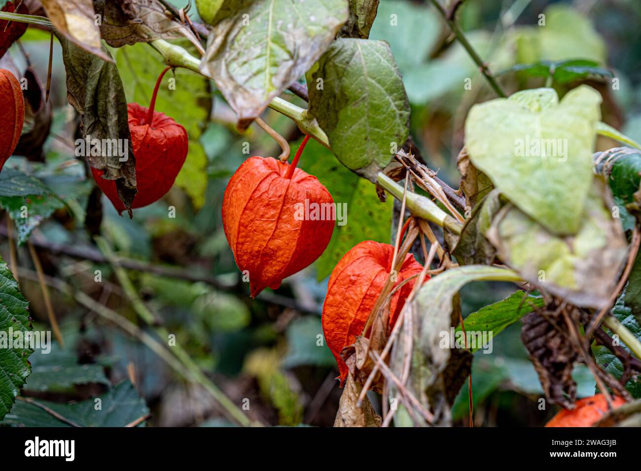 Physalis alkekengi - orange lanterns of physalis alkekengi among green leaves. physalis alkekengi close-up. Exotic fruit on branch. Chinese lantern, g Stock Photo