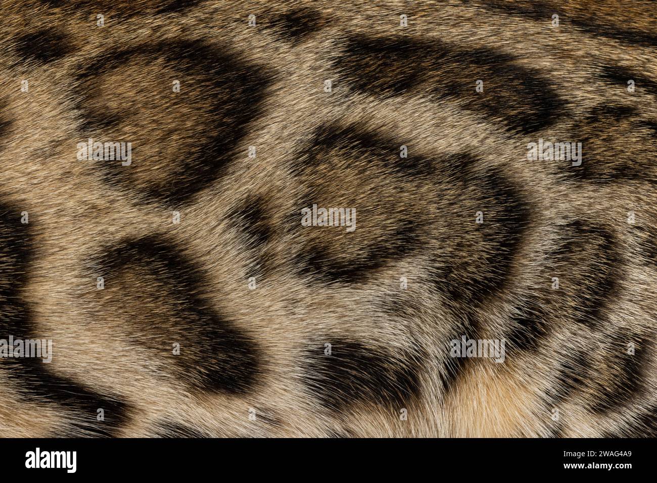 Cat Texture Cat fur texture hi-res stock photography and images - Alamy