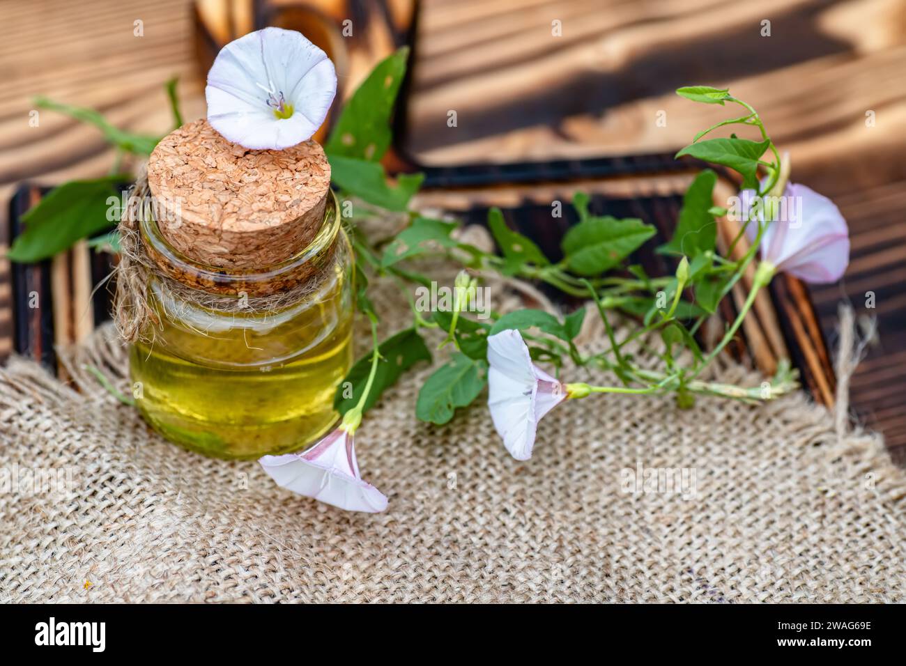 Convolvulus arvensis, or field bindweed near a medicine vial with a cork stopper with an elixir from an infusion of herbs Stock Photo