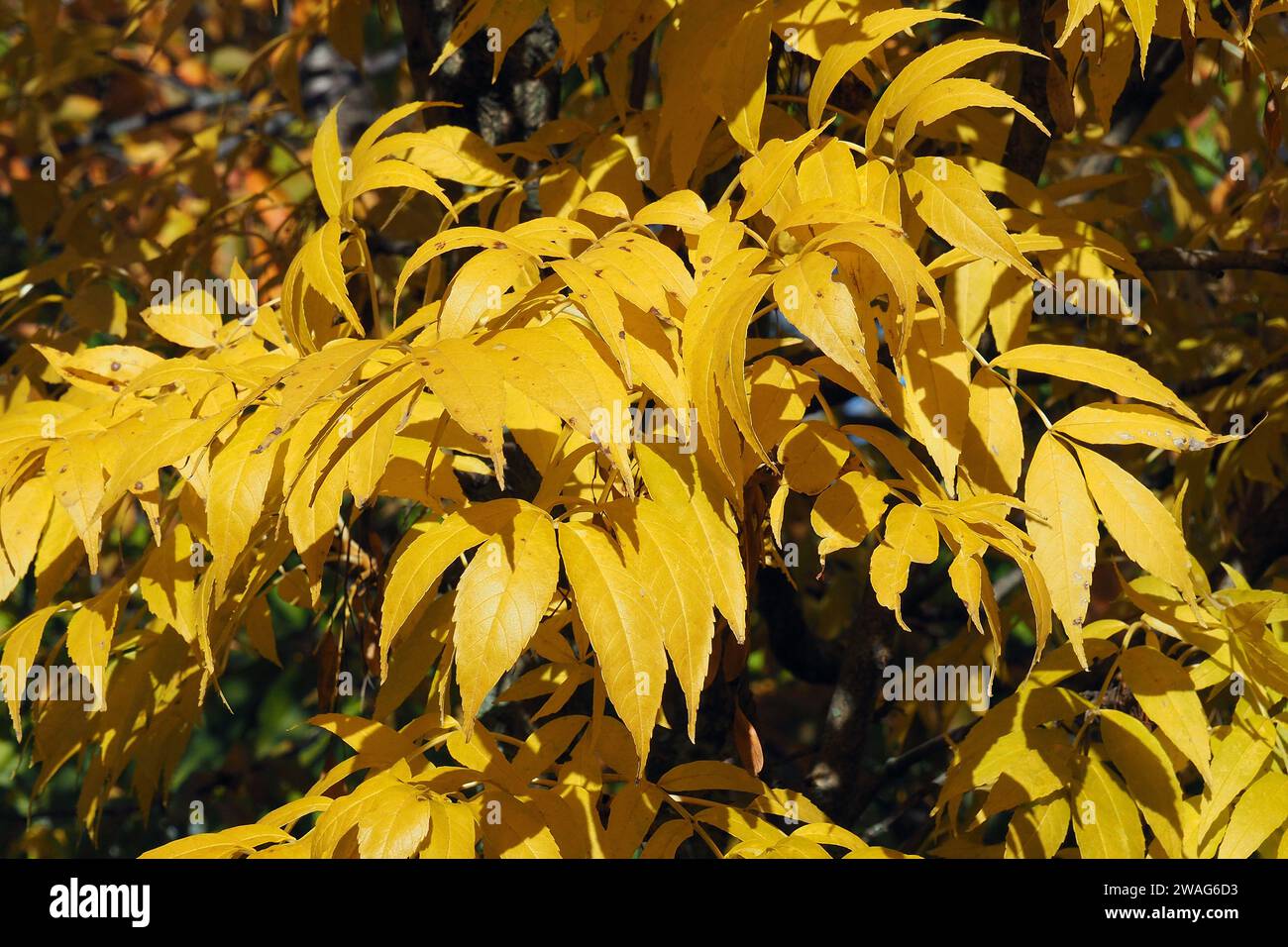 ash, Gemeine Esche, Frêne commun, Fraxinus excelsior Jaspidea, sárgavesszős kőris, Budapest, Hungary, Magyarország, Europe Stock Photo