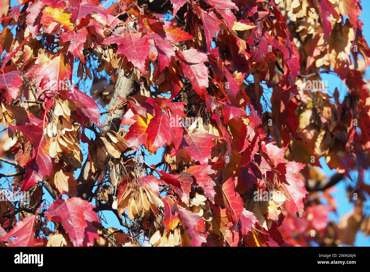 Best Mic for Soft Singer Aids in Clear and Refined Recordings
