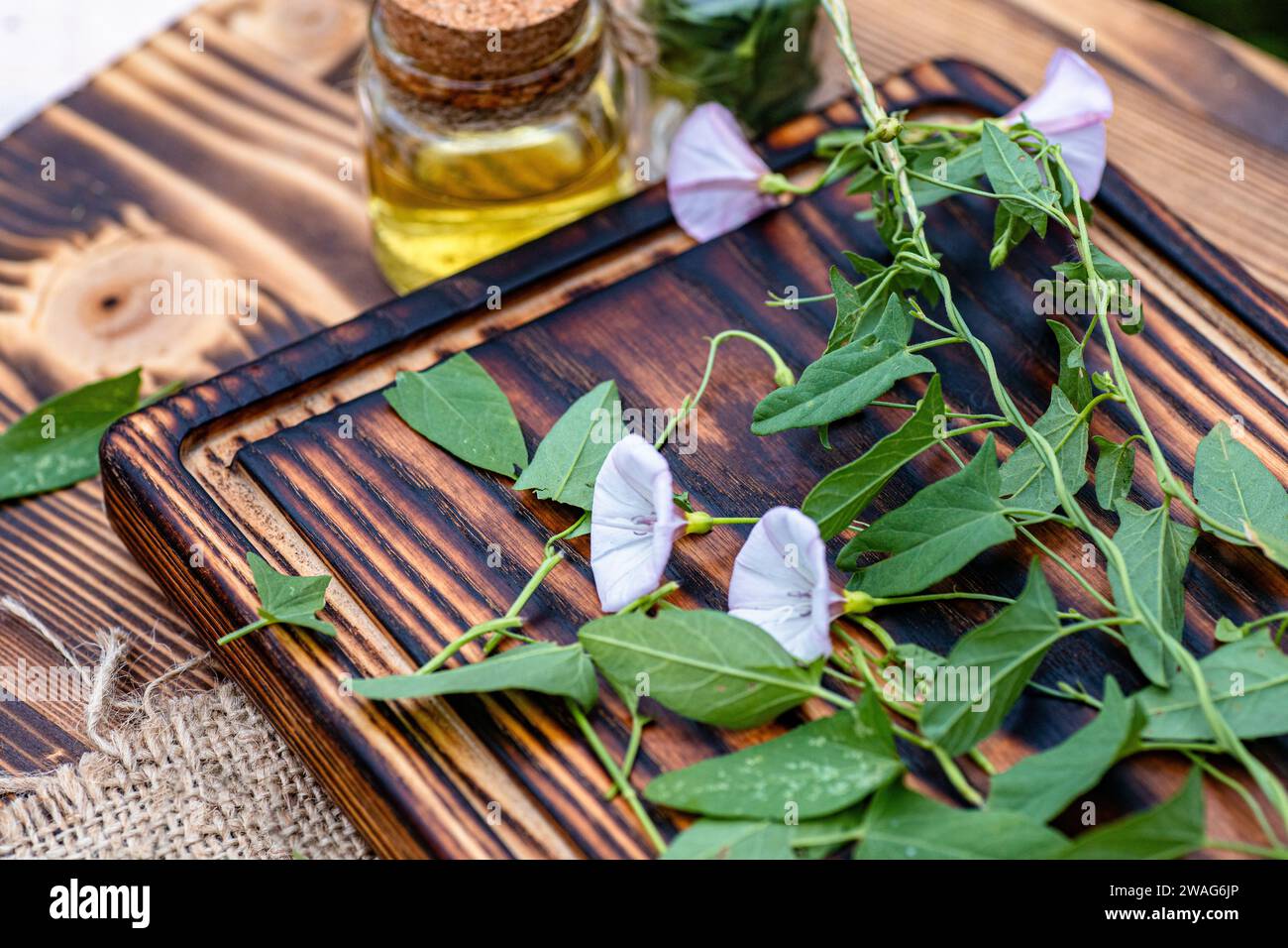 Bindweed Convolvulus arvensis, or field bindweed with flowers on a cutting board at the time of preparation of the elixir for alternative medicine or Stock Photo