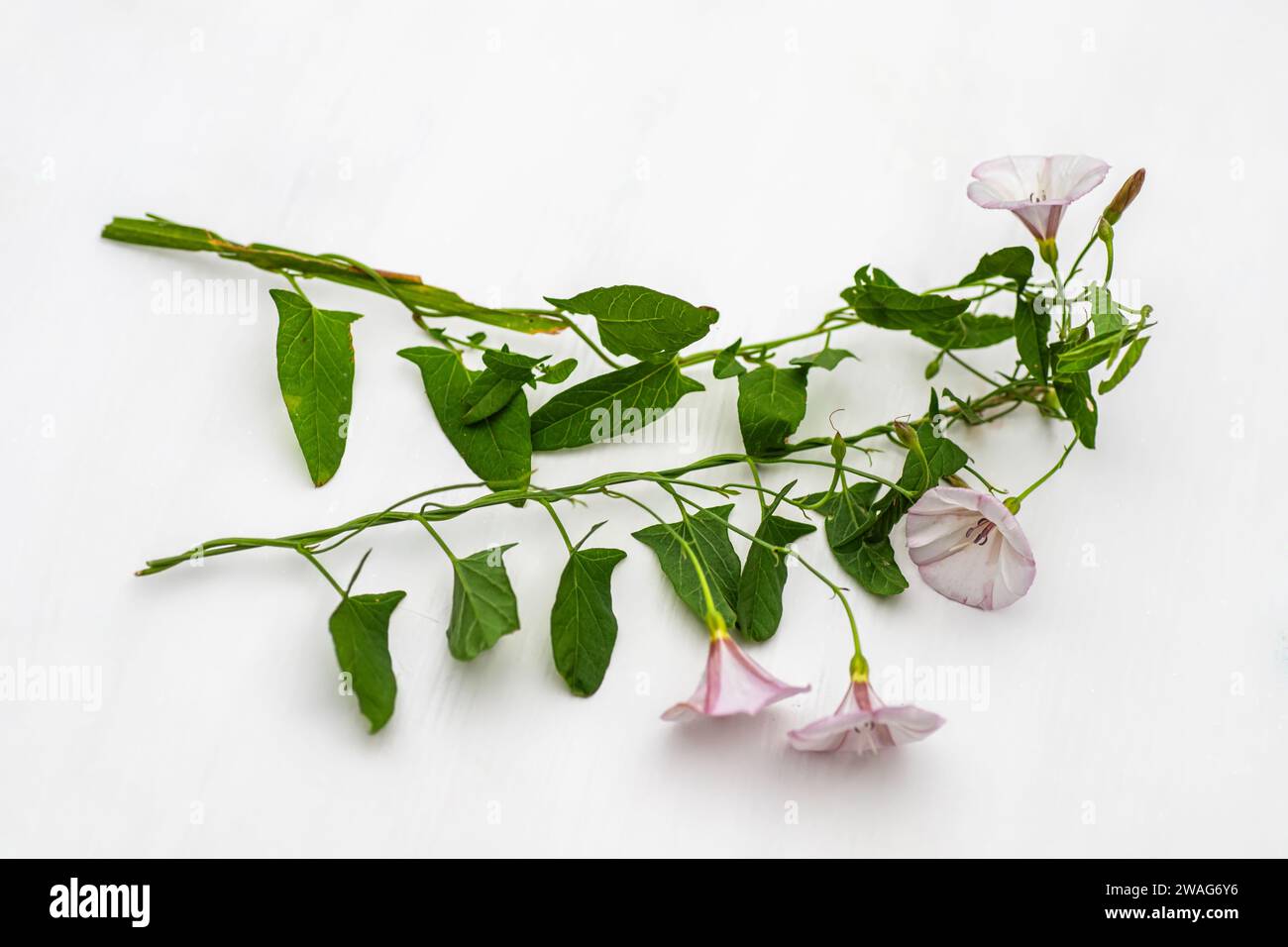 Convolvulus arvensis, or field bindweed with flowers and green leaves on white background during flowering period Stock Photo