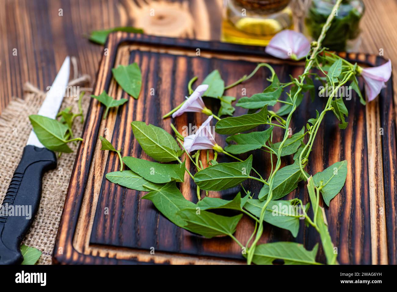 Fresh flowers Convolvulus arvensis, or field bindweed on a cutting board in summer during the harvesting period of medicinal herbs. Stock Photo