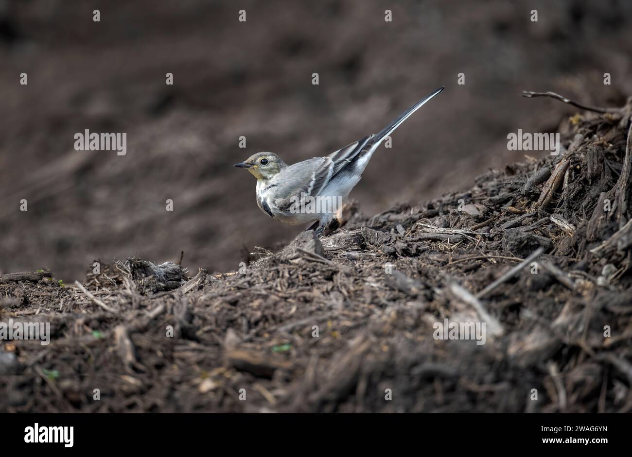 Pied Wagtail, juvenile on a compost heap in the summer Stock Photo