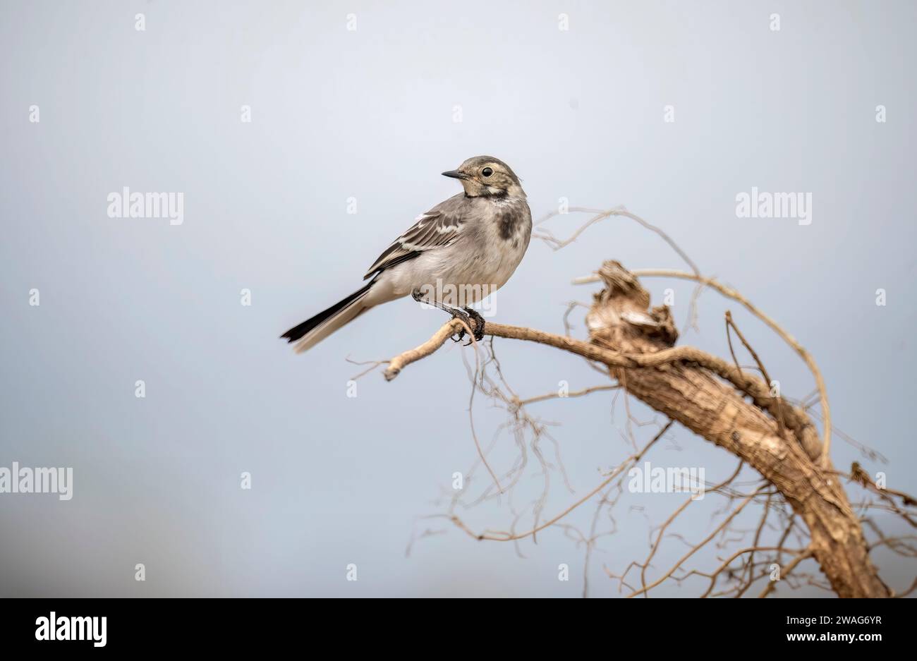 Pied Wagtail, juvenile, perched on a branch in summer Stock Photo
