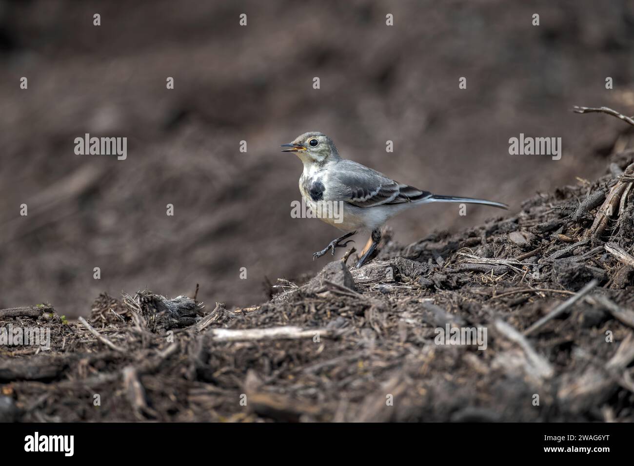 Pied Wagtail, juvenile on a compost heap in the winter, calling Stock Photo