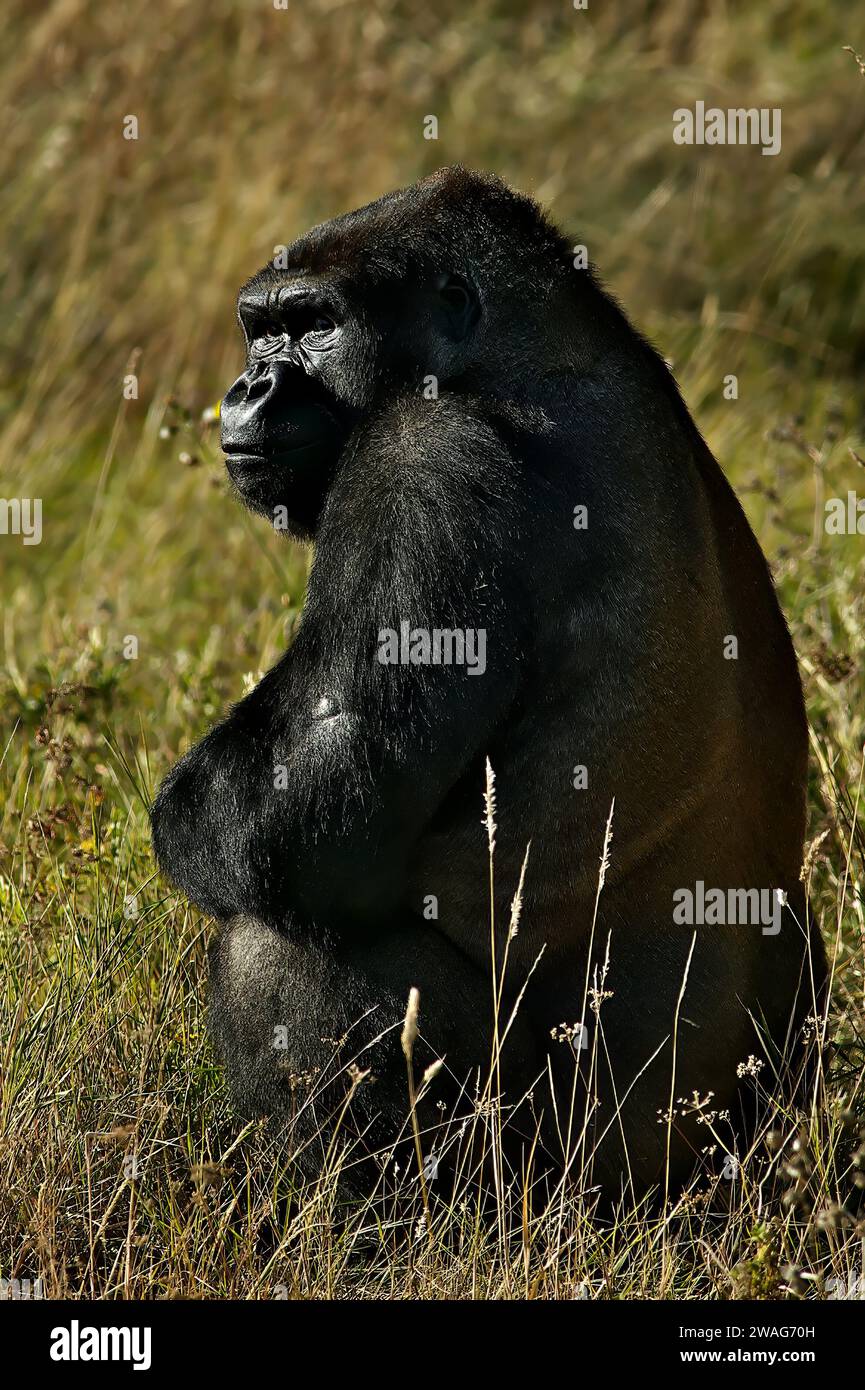 A western lowland gorilla perched in a lush, green grassy field, its large hand resting on the ground as it surveys its surroundings Stock Photo
