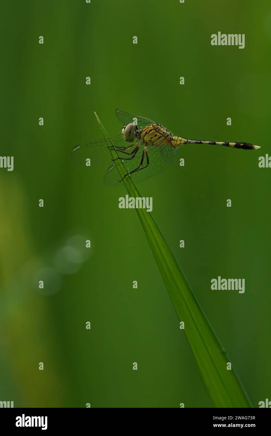 A ground skimmer perched atop a plant in its natural habitat Stock Photo