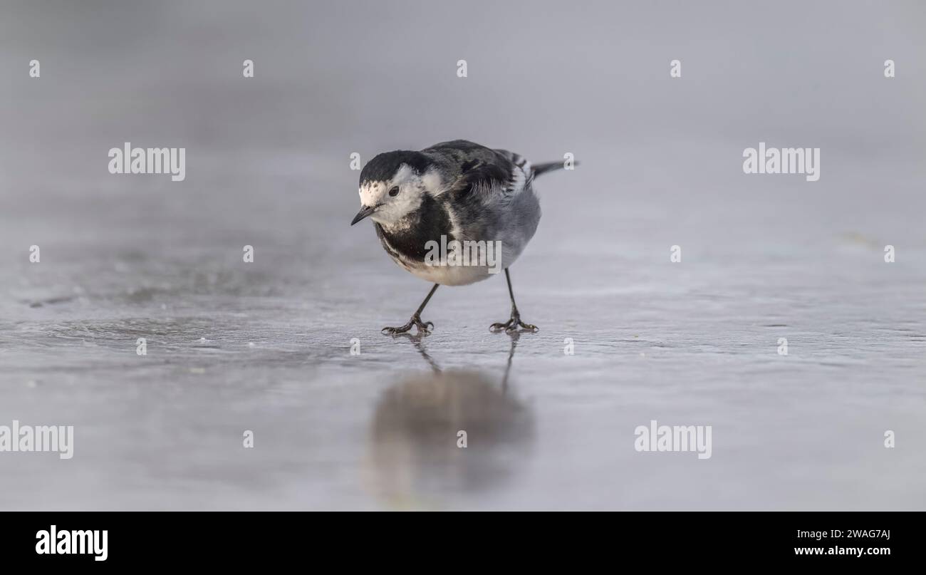 Pied wagtail, Motacilla alba standing on ice, close up Stock Photo