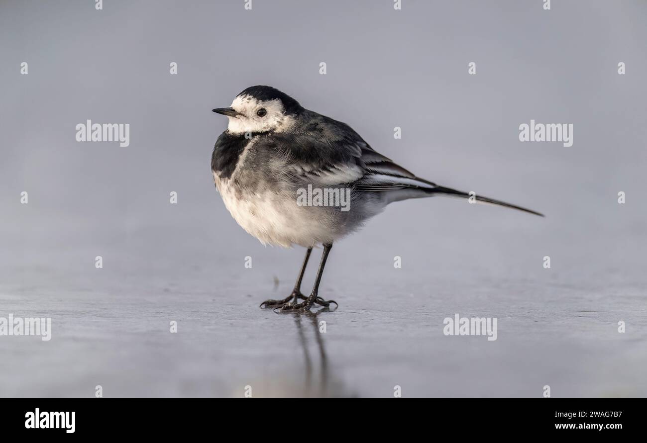 Pied wagtail, Motacilla alba standing on ice, close up Stock Photo