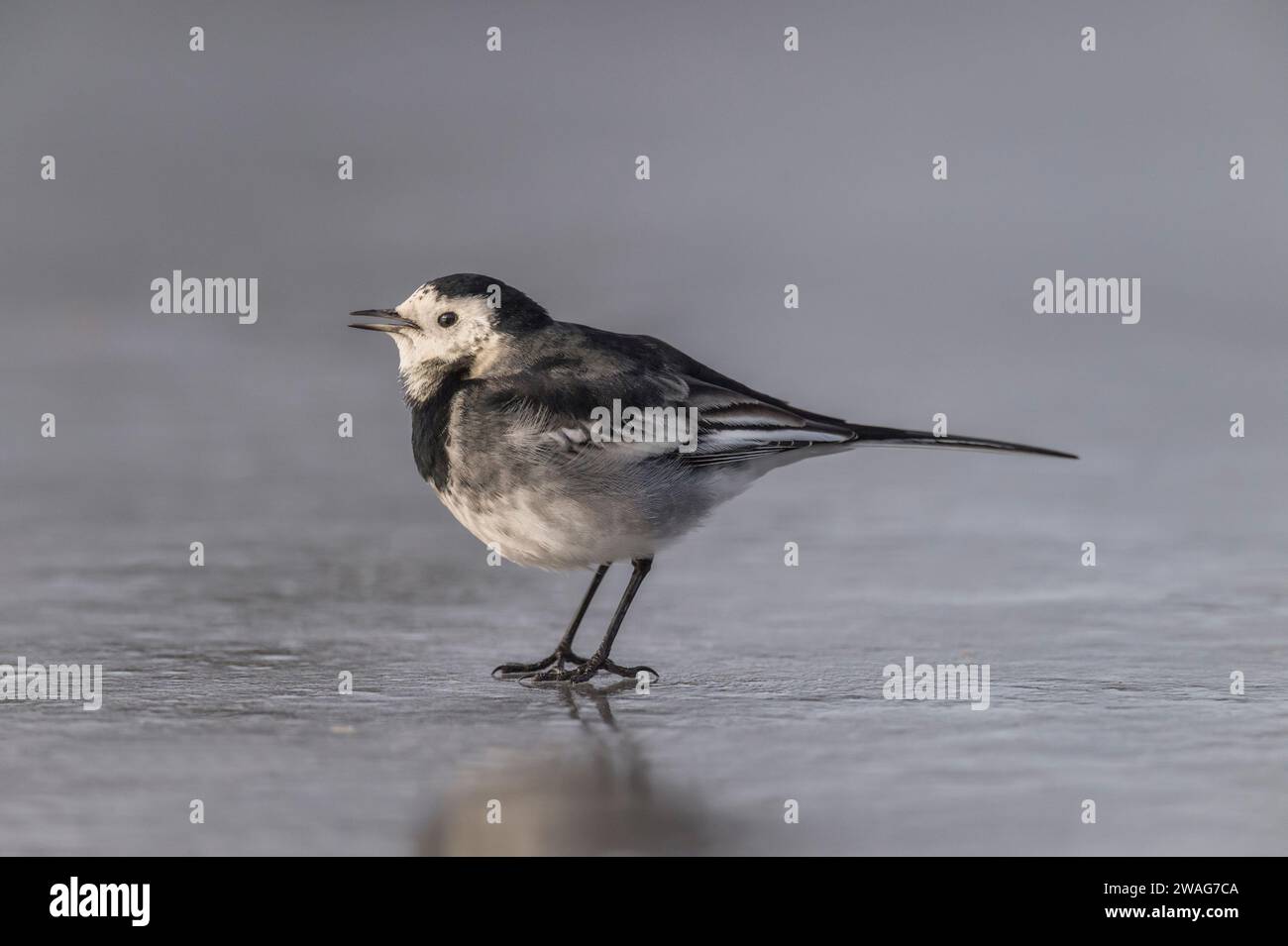 Pied wagtail, Motacilla alba standing on ice, tweeting Stock Photo