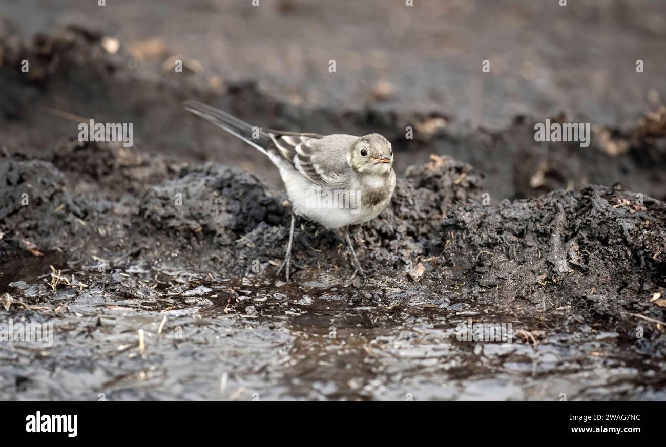Pied Wagtail juvenile on a compost heap, close up Stock Photo