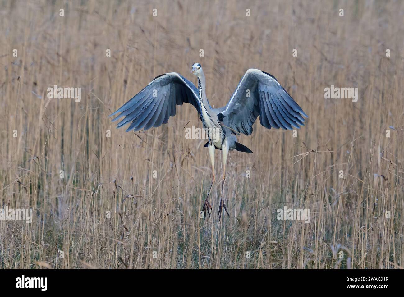Grey heron (Ardea cinerea) in its natural environment Stock Photo