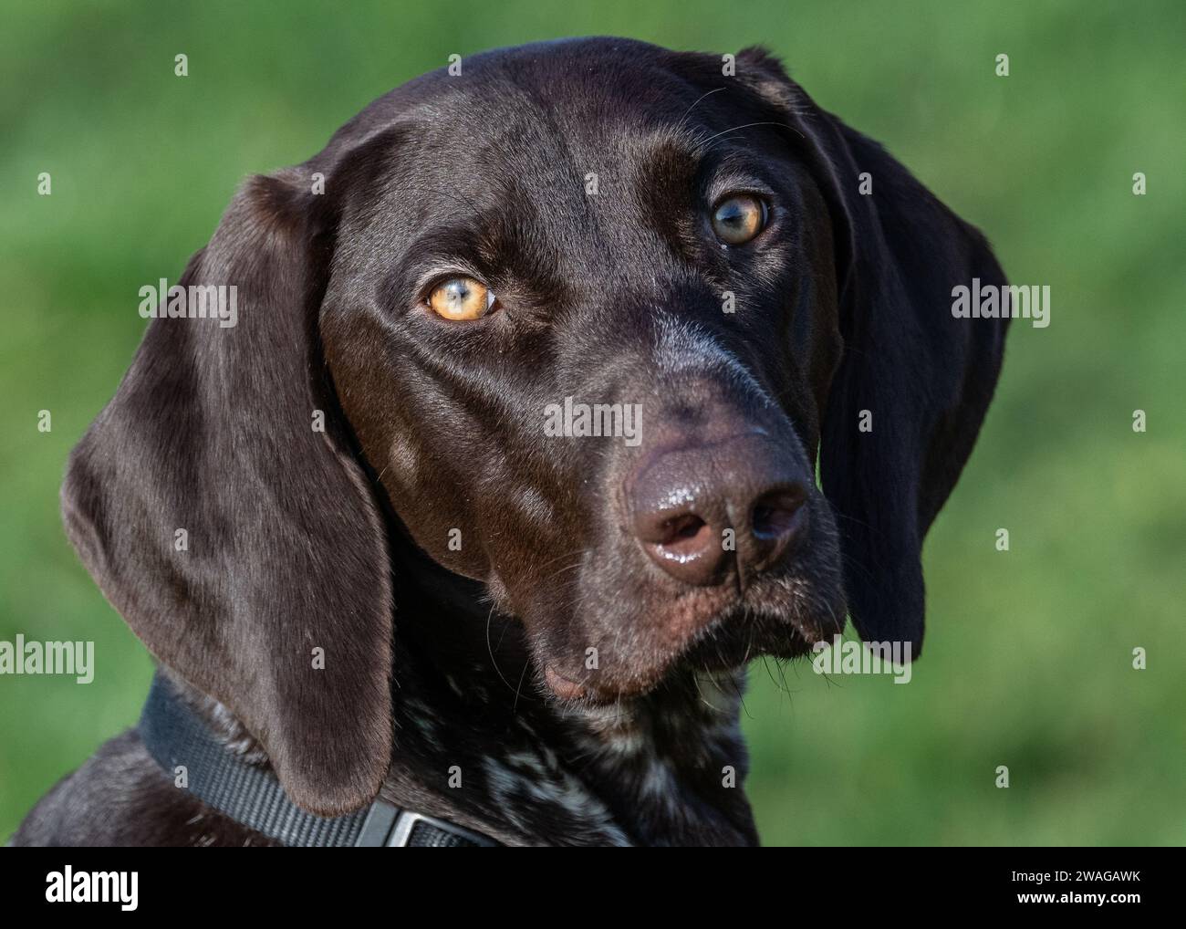 German Shorthaired Pointer Stock Photo