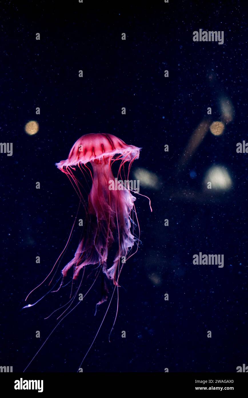 compass jellyfish in black water Stock Photo