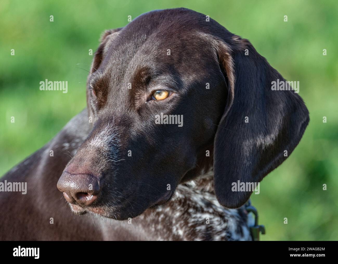 German Shorthaired Pointer Stock Photo