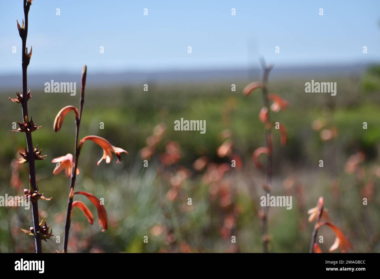Campo con hi-res stock photography and images - Alamy