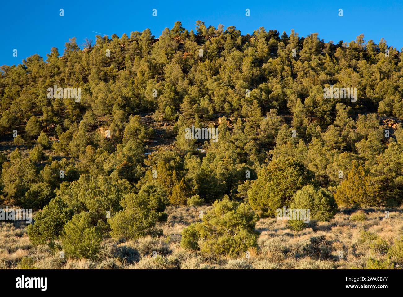 Pinyon pine forest, Hickison Petroglyphs Recreation Area, Mount Lewis District Bureau of Land Management, Nevada Stock Photo