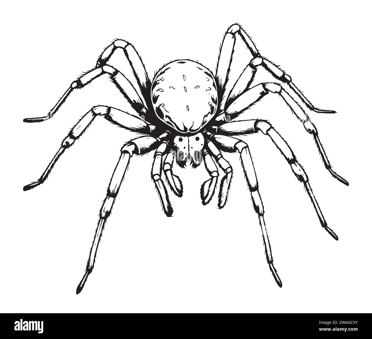 Spider insect sketch hand drawn in doodle style illustration Stock Vector