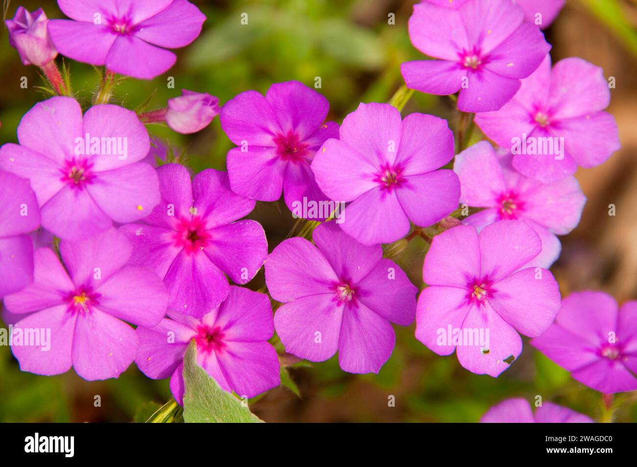 Phlox, Goose Island State Park, Texas Stock Photo - Alamy