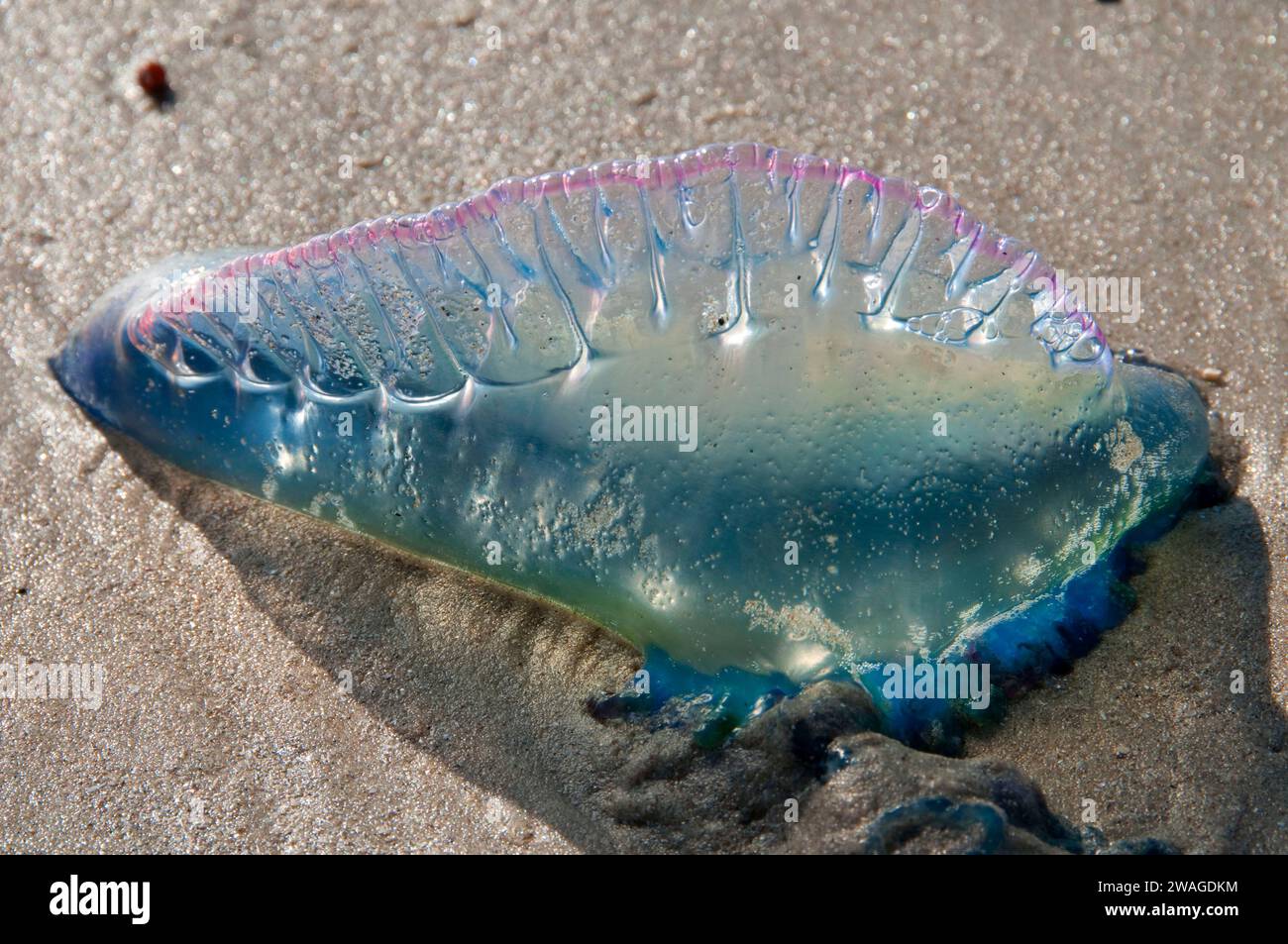 Portuguese Man o War (Physalia physalis), Padre Island National Seashore, Texas Stock Photo