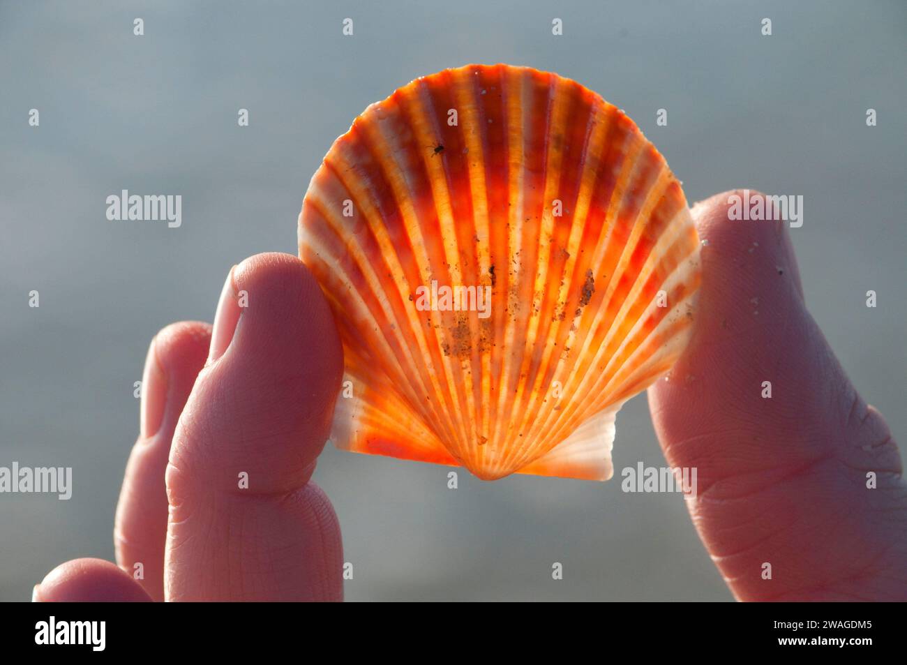 Pectin shell, Padre Island National Seashore, Texas Stock Photo