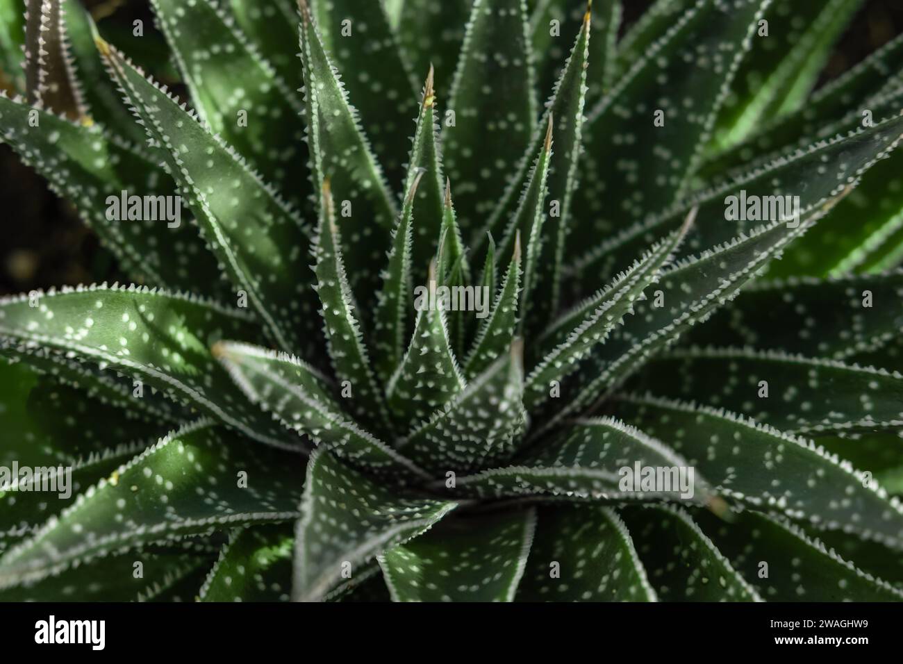 Background nature. Natural background Cactus. Lace aloe or aloe ...