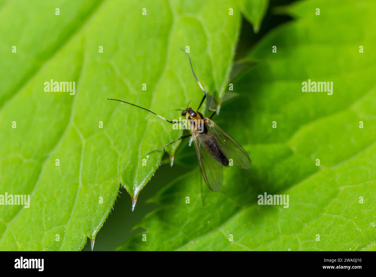 species of pest fly from the family Chloropidae. It is also known as the chloropid gout fly or barley gout fly. It is an oligophagous pest of cereal c Stock Photo