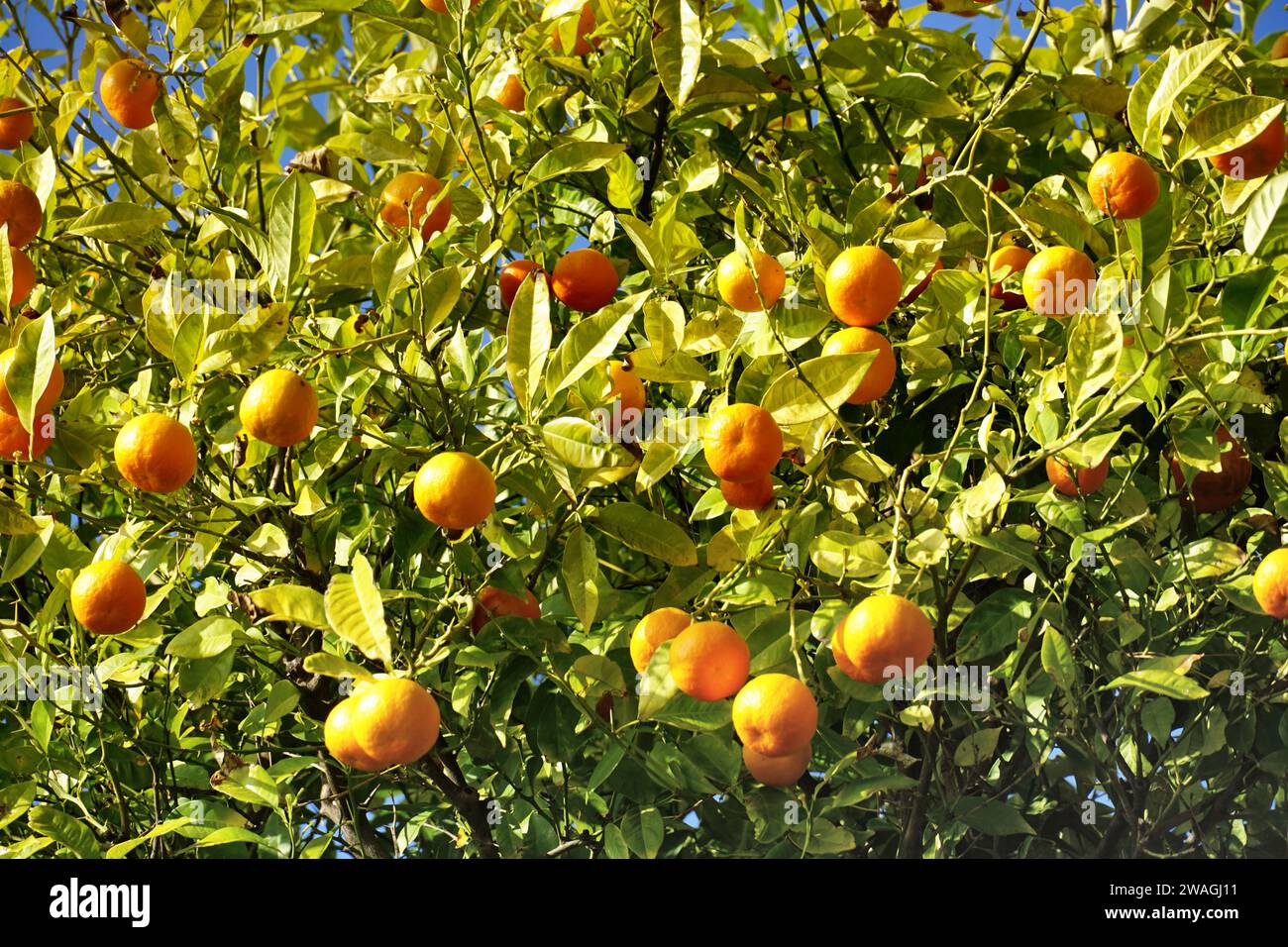 Treetop of mandarin Citrus reticulata tree full of orange ripe healthy ...