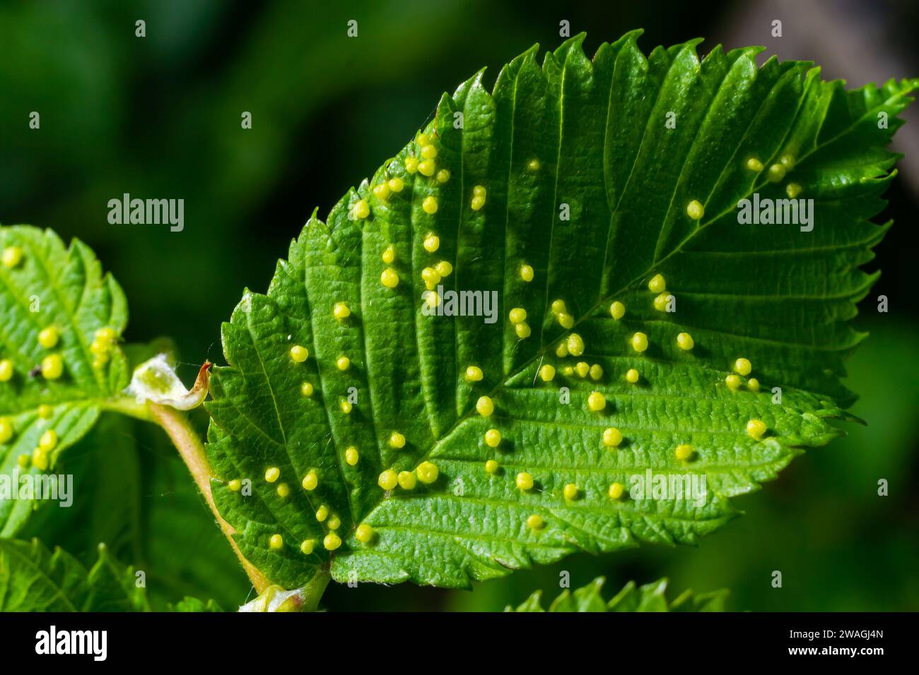 Leaves with gall mite Eriophyes tiliae. A close-up photograph of a leaf affected by galls of Eriophyes tiliae. High quality photo Stock Photo