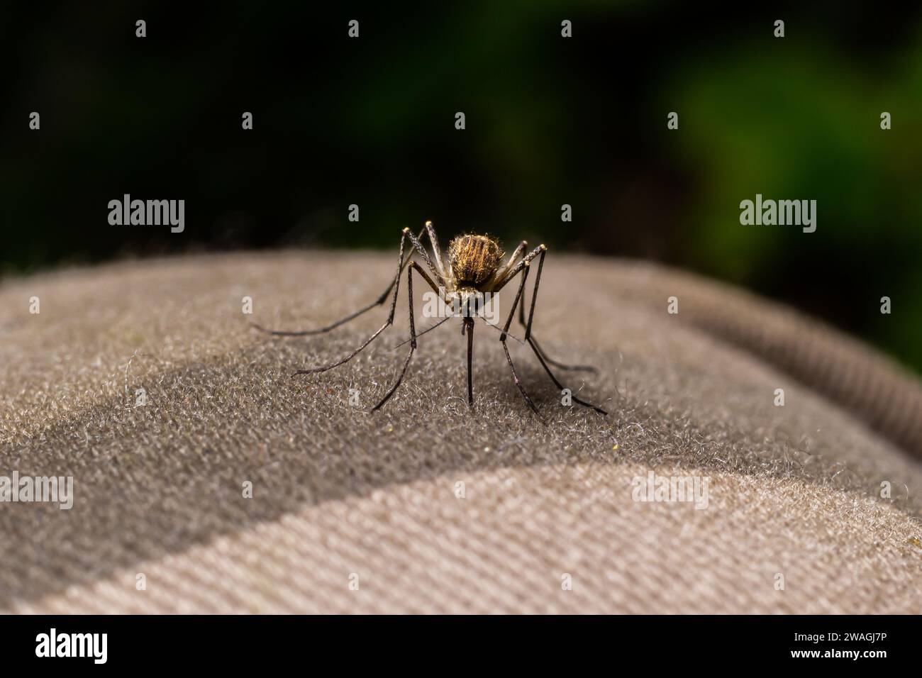 macro of Mosquito Suck in blood,Mosquito using mouth drill through