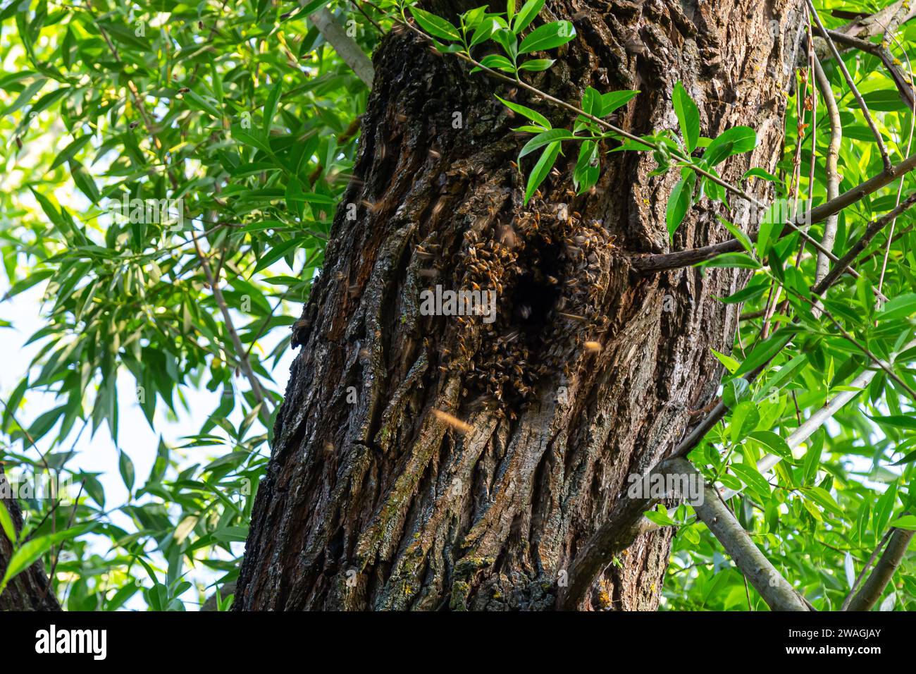 A hollow in a tree used by honey bees as a hive. Stock Photo