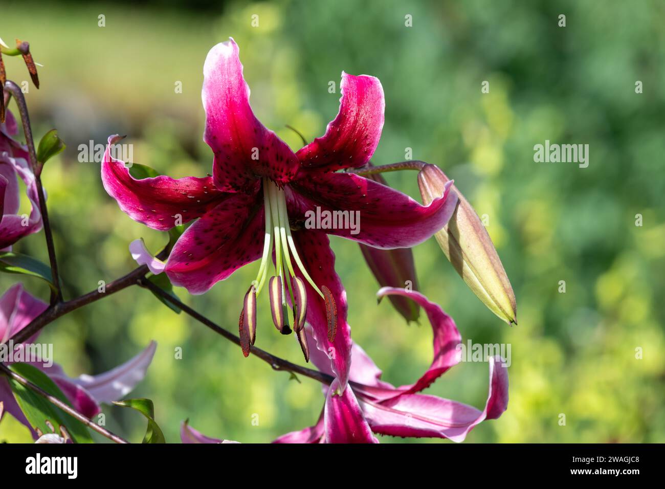 Close up of a Japanese lily (lilium speciosum) flower in bloom Stock Photo