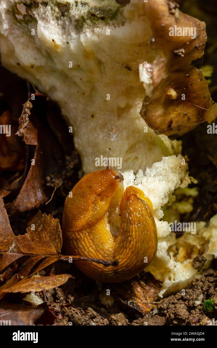 Slug, Dusky Arion, Arion subfuscus, Terrestrial Snail eating a mushroom