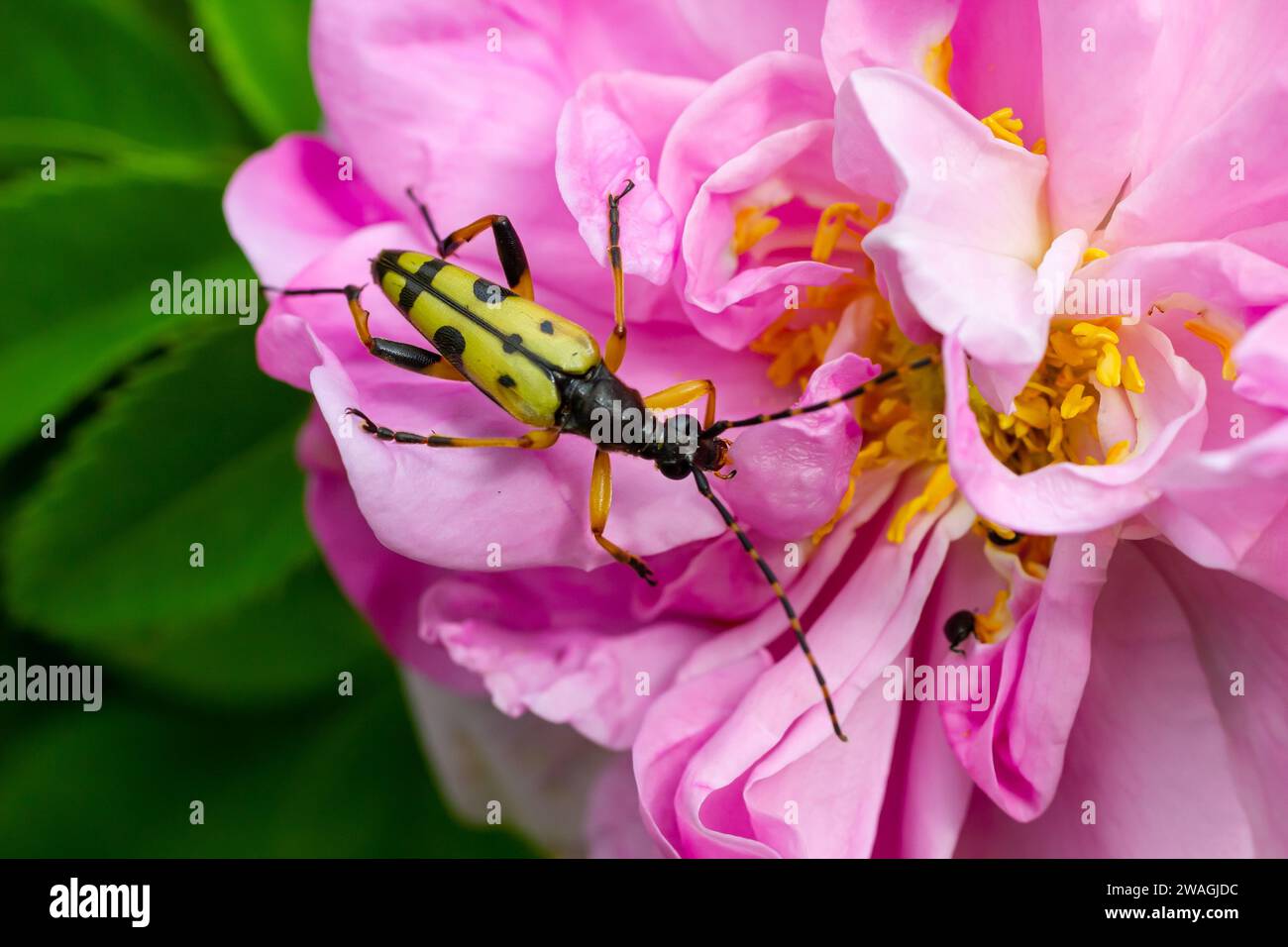 Closeup on a Spotted longhorn beetle, Leptura maculata on the pink flower, Daucus carota. Stock Photo