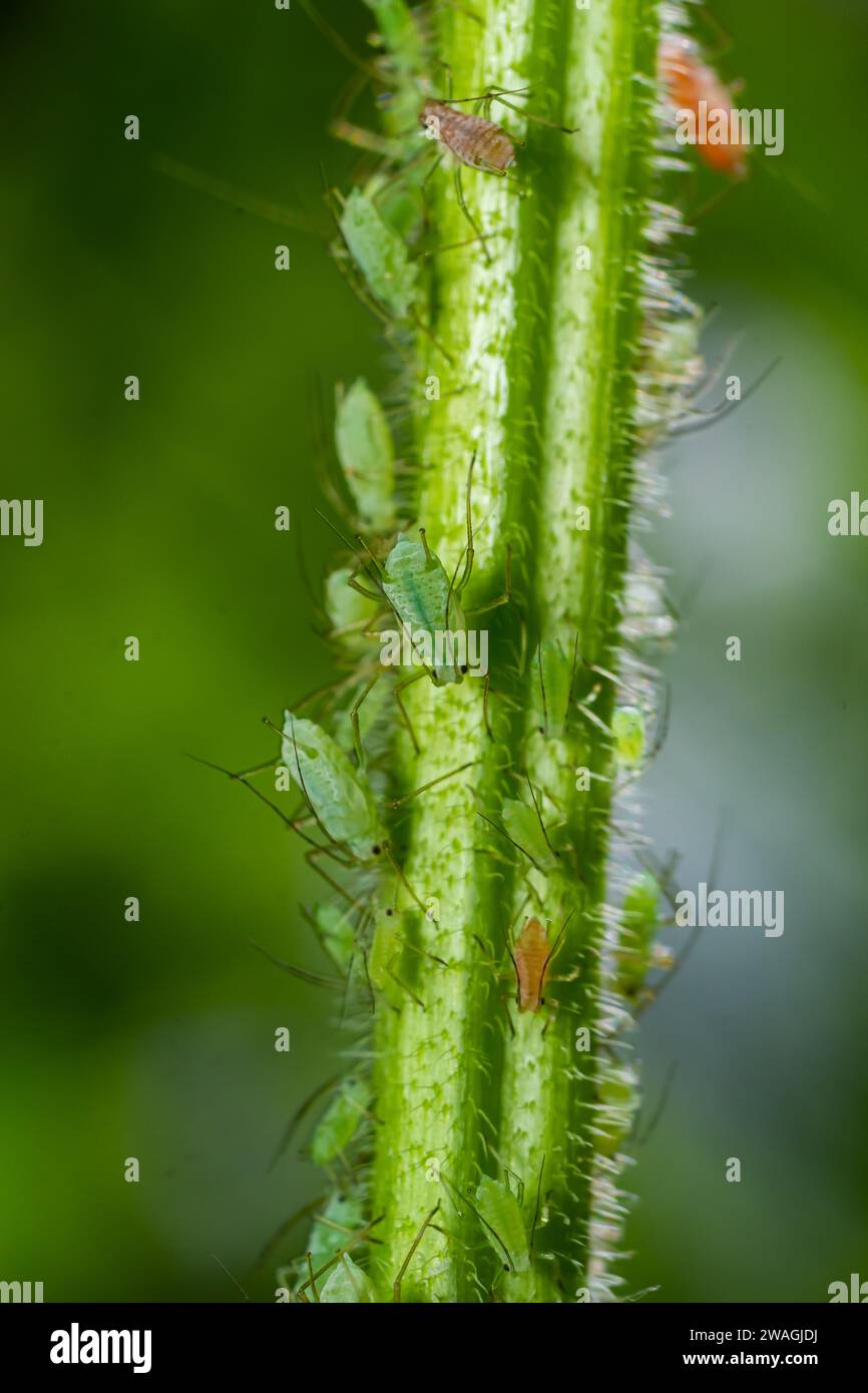 Family life cycle hi-res stock photography and images - Alamy