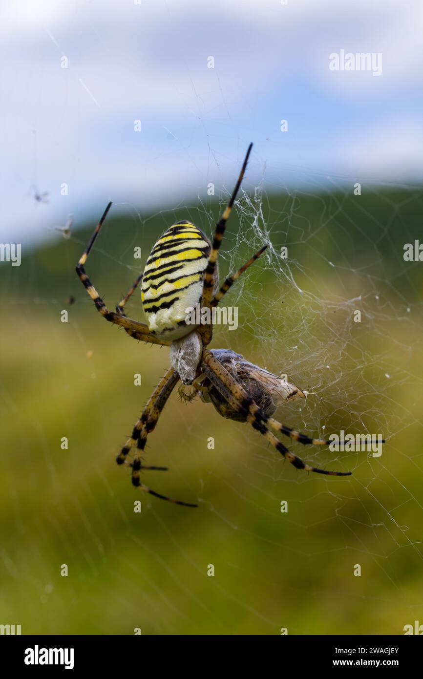 A wasp spider in a large web on a background of green grass on a sunny day. Argiope bruennichi. Stock Photo