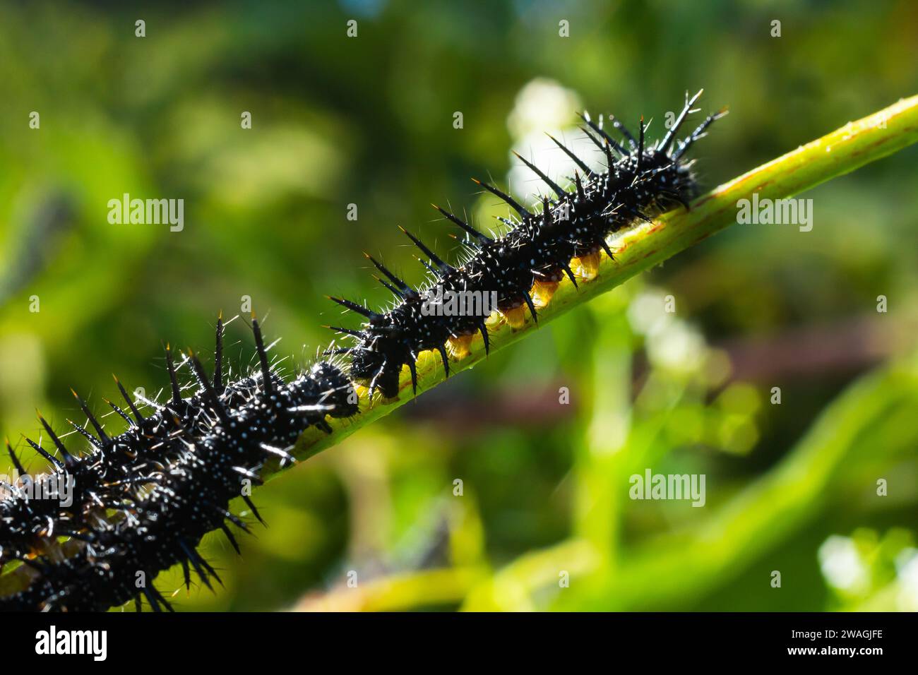 caterpillars of a European peacock butterfly on green leaves they feed ...