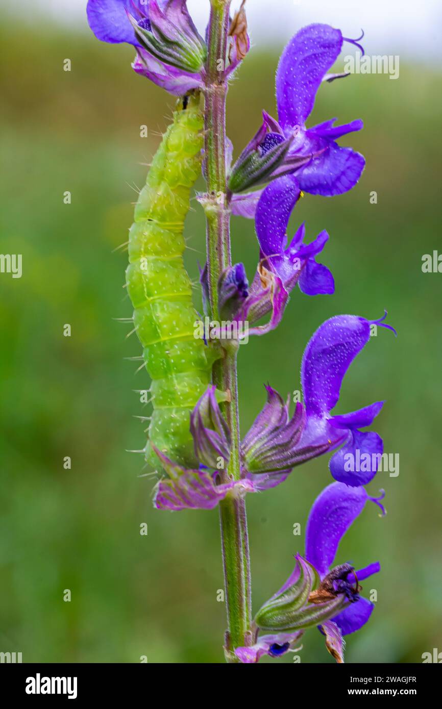 Caterpillar sliding along a stalk of sage with green background. Stock Photo