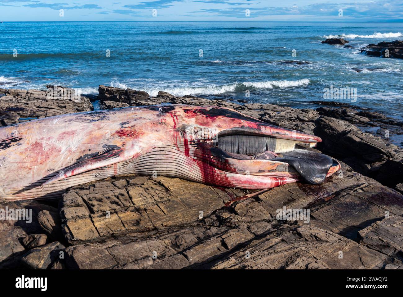 Foz, Spain. Mar 29, 2023. Finback whale stranded off the coast of Foz on 28 December 2023 between the castro de fazouro and Pampillosa beach. The whal Stock Photo