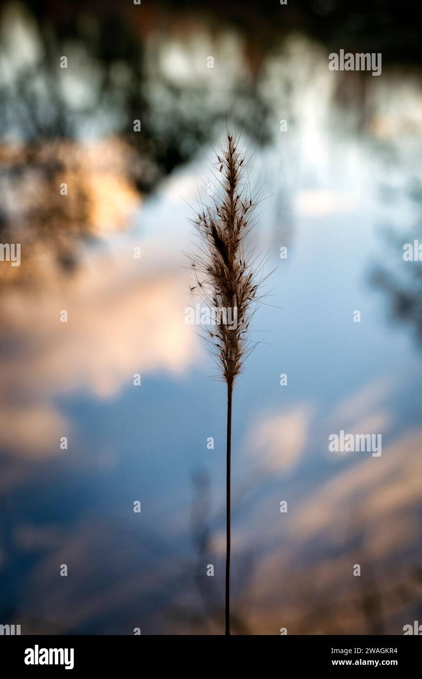 A single stalk of Indian Grass (Sorghastrum avenaceum) stands out from the reflection of the sky in the pond below it. Stock Photo
